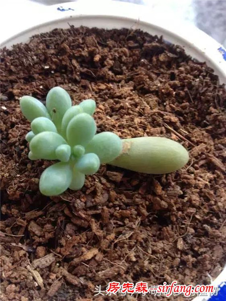 为什么你的叶插不成功，这些成活率最高的多肉植物你试了吗？
