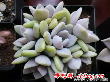 为什么你的叶插不成功，这些成活率最高的多肉植物你试了吗？