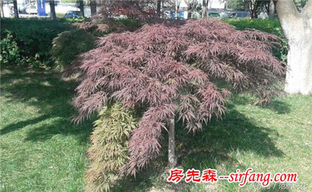 羽毛枫是槭树科、槭树属鸡爪槭的园艺变种