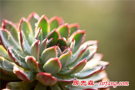 植物美图笔记｜曾经有个小阳台 种满了多肉