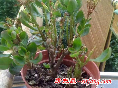 养花技巧：家养花卉常见的病害表现，看完你就是植物医生