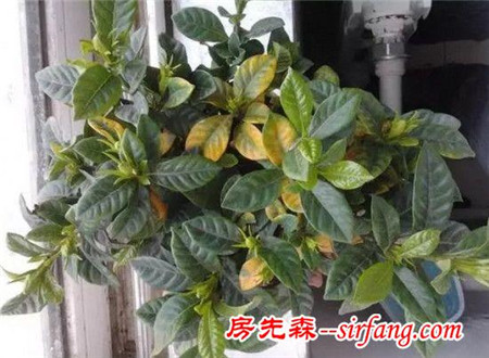 养花技巧：家养花卉常见的病害表现，看完你就是植物医生