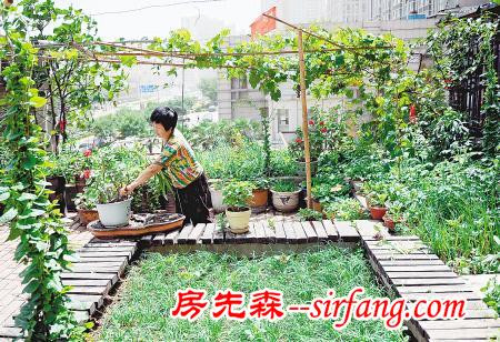 城里人如何在自家阳台上开辟小菜园