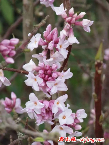 7种超耐冻的花卉，可以在北方冬天灿烂开花的植物