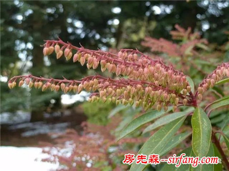 7种超耐冻的花卉，可以在北方冬天灿烂开花的植物