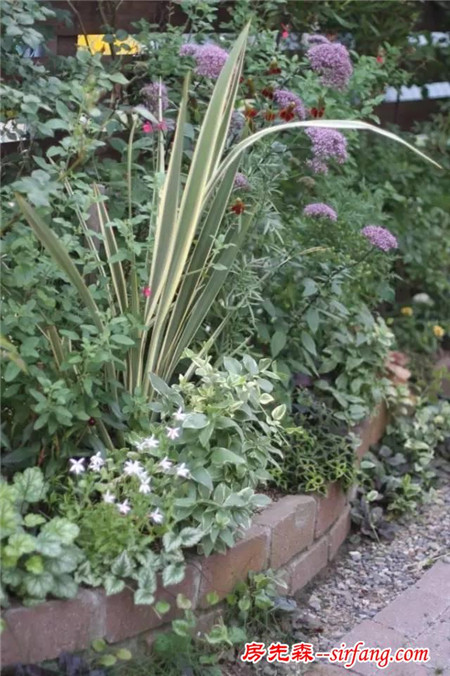 庭院里的“种植池”，有哪些“植物”可种？