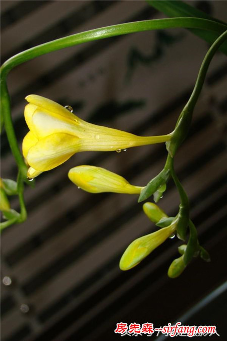 花卉摄影：幽香高雅香雪兰