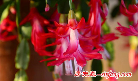 蟹爪兰不开花、落花？那是你浇水没把握好！