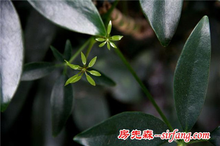 无数次的擦肩和回眸，才能欣赏到的植物之美