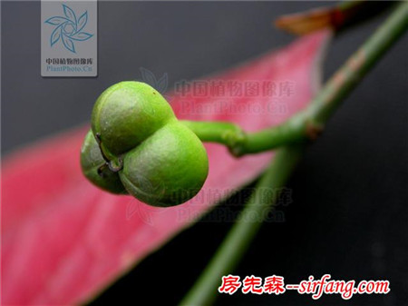 无数次的擦肩和回眸，才能欣赏到的植物之美