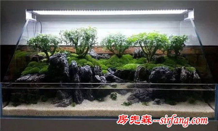 家居水景丨漂亮的水陆缸造景图片教程