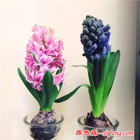 荔湾｜叹世界：现在种风信子，到春节正好开花装点家居！