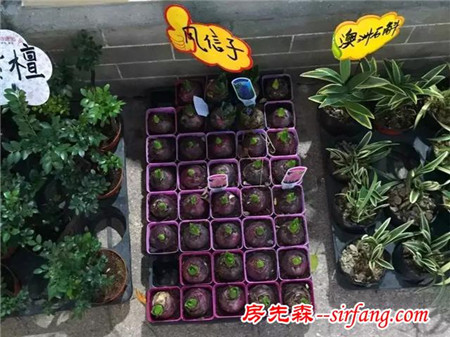 荔湾｜叹世界：现在种风信子，到春节正好开花装点家居！
