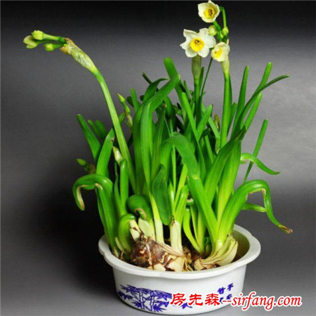 养花技巧：养好水仙花必须要把好四关，中国十大名花
