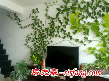 这些植物可以做电视背景墙，您知道他们的养护方法吗？