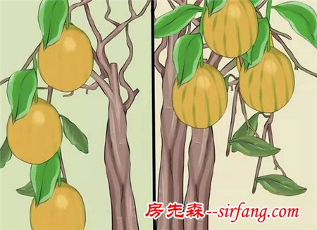 在室内从小培育的柠檬树，怎么才能结果？
