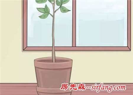 在室内从小培育的柠檬树，怎么才能结果？