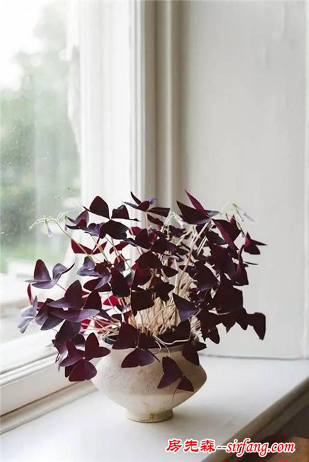 华丽的室内紫色盆栽植物，10种紫花送给爱花的你