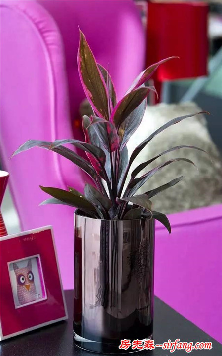 华丽的室内紫色盆栽植物，10种紫花送给爱花的你