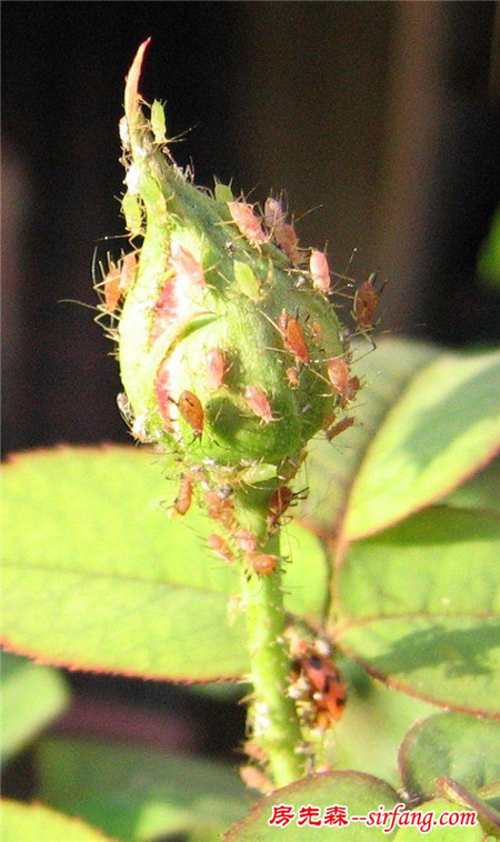 朋友养花从来都不喷药，都是用“老方法”清理植物病虫