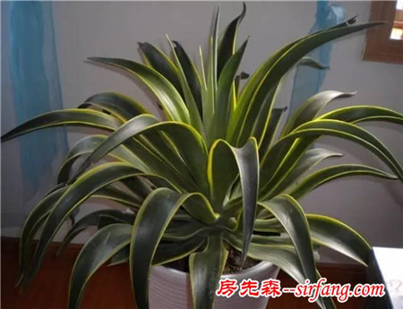 這6種花冬天也能養(yǎng)，不僅漂亮，還能凈化空氣！