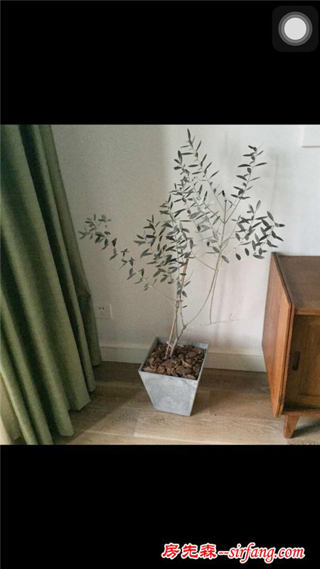 有哪些室内可以种的好看的树？