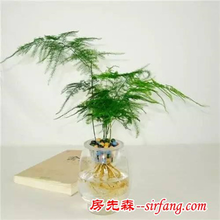這6種花冬天也能養(yǎng)，不僅漂亮，還能凈化空氣！