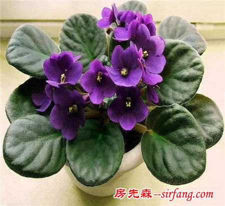 這6種花冬天也能養(yǎng)，不僅漂亮，還能凈化空氣！