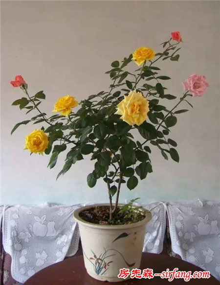 這6種花冬天也能養(yǎng)，不僅漂亮，還能凈化空氣！