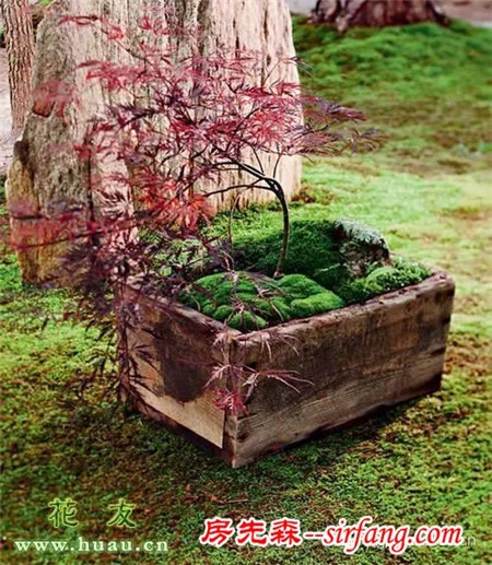 「苔藓盆景」清新植物微观小世界
