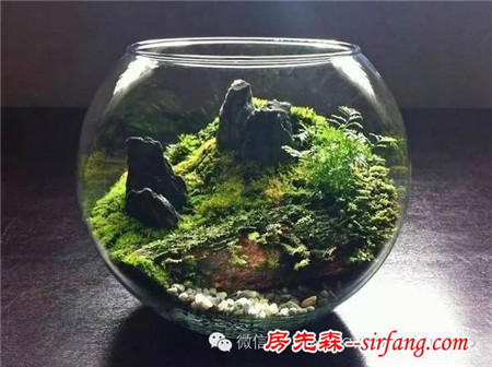 设计师Terrarium眼睛里的“瓶子”