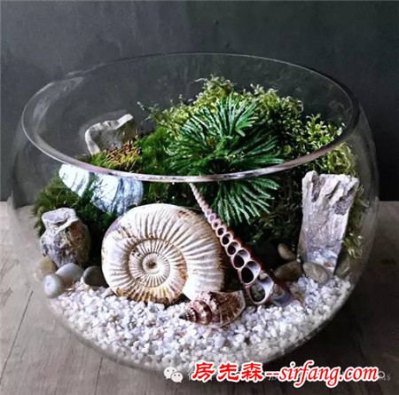 设计师Terrarium眼睛里的“瓶子”