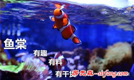 养海水从0—100（更新）//海缸外设：底柜