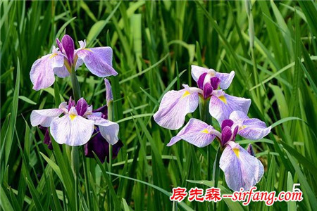 居家养花知识：初夏水边开放的花菖蒲