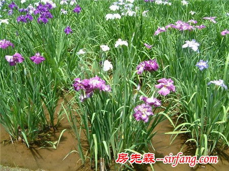 居家养花知识：初夏水边开放的花菖蒲