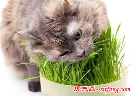 爱猫的花友是怎么养花，种植花卉有什么禁忌？
