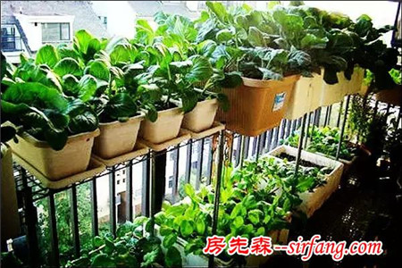 沾花惹草没那么简单：阳台花草侍弄要注意！