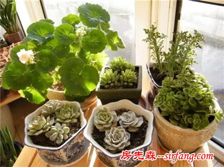 沾花惹草没那么简单：阳台花草侍弄要注意！