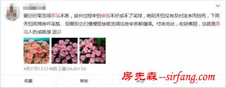 沾花惹草没那么简单：阳台花草侍弄要注意！