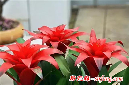 冬日灿烂火红的花儿，看着喜庆、温暖的花卉