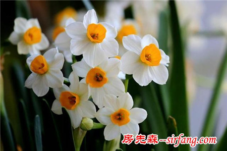 又是一年水仙時(shí)：凌波仙子生塵襪，水上輕盈步微月