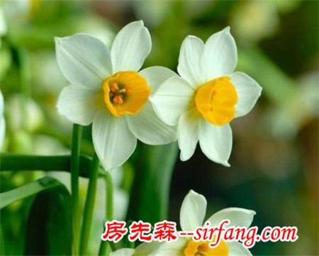 又是一年水仙時(shí)：凌波仙子生塵襪，水上輕盈步微月