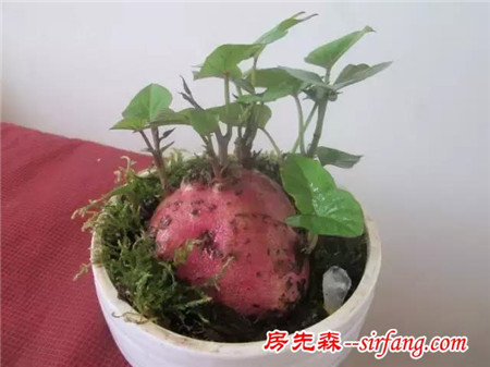 红薯养成的盆栽，家里廉价、实用的盆栽
