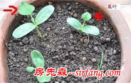 自己种大蒜来养花，植物病虫都远离