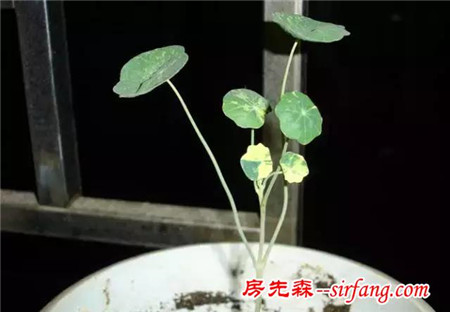 自己种大蒜来养花，植物病虫都远离