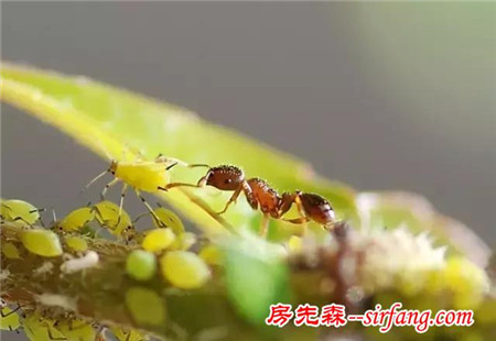 自己种大蒜来养花，植物病虫都远离