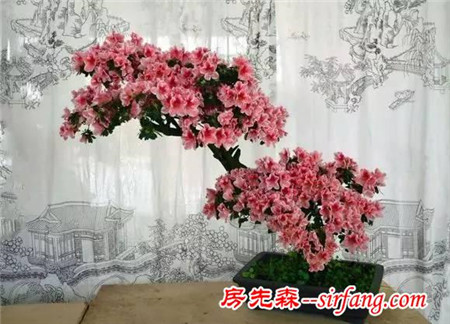 还在抱怨杜鹃花不好养?其实是你不会养！