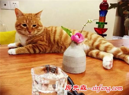 连萌猫都喜欢的桌子，居然不用一颗钉子？好神奇啊！