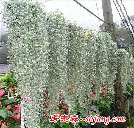 植物也能养成窗帘，简单易养的6种吊篮盆栽