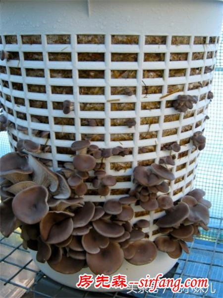 这样在家里种蘑菇，节省空间，还不用在去买蘑菇了